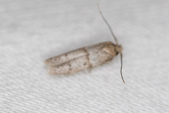Hypatopa punctiferella