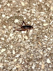 Gryllus