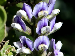 Psoralea venusta