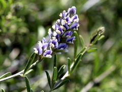 Psoralea venusta