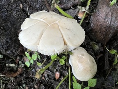 Cyclocybe aegerita