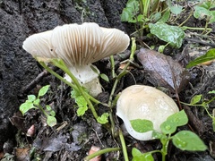Cyclocybe aegerita