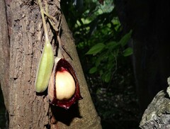Aristolochia asclepiadifolia