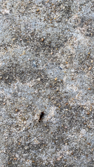 Euborellia annulipes