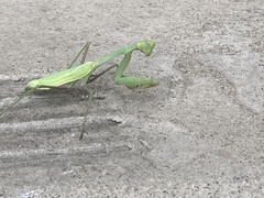 Stagmomantis limbata