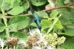 Thalurania furcata