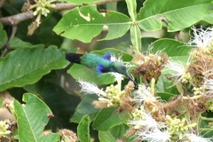 Thalurania furcata