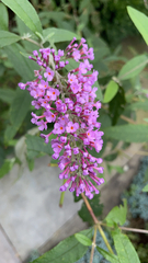 Buddleja davidii