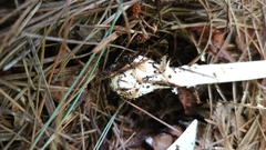 Amanita lavendula