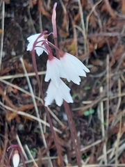 Acis autumnalis