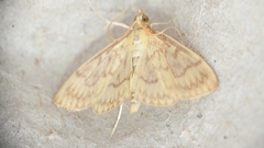 Crocidophora serratissimalis