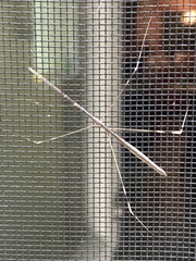 Emesaya brevipennis
