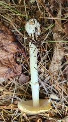 Amanita lavendula