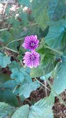 Malva sylvestris