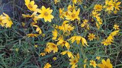 Helianthus porteri