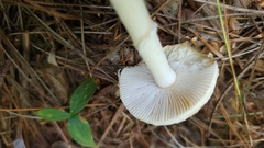Amanita lavendula