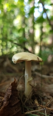 Amanita lavendula