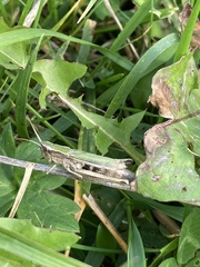 Chorthippus albomarginatus