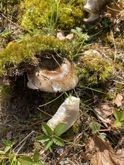 Russula amoenolens