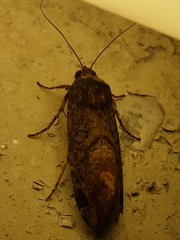 Magusa divaricata
