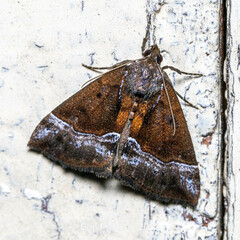 Erebidae