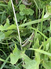 Chorthippus albomarginatus