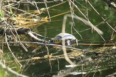 Deirochelyinae
