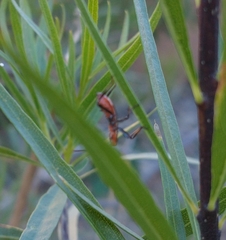 Leptoglossus oppositus