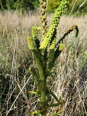 Reseda luteola