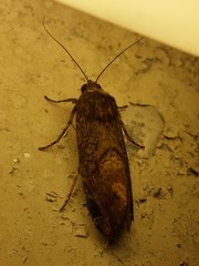 Magusa divaricata