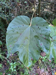 Vernicia fordii