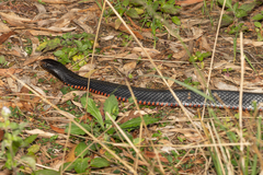 Pseudechis porphyriacus