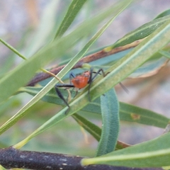 Leptoglossus oppositus