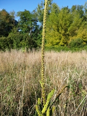 Reseda luteola