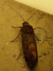 Magusa divaricata