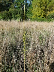Reseda luteola