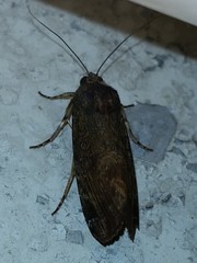 Magusa divaricata
