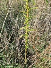 Reseda luteola