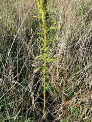 Reseda luteola