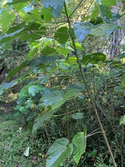 Vernicia fordii