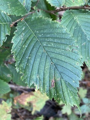 Ulmus thomasii