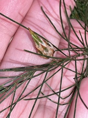 Cylindrococcus spiniferus