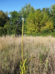 Reseda luteola