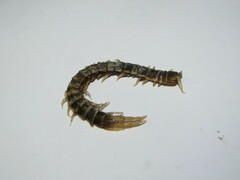 Scolopendromorpha