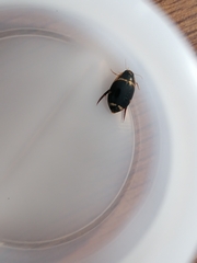 Thermonectus margineguttatus