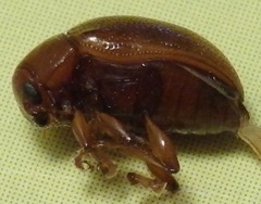 Colaspis