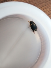 Thermonectus margineguttatus