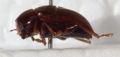 Colaspis