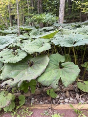 Petasites