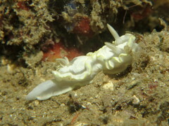 Glossodoris pallida